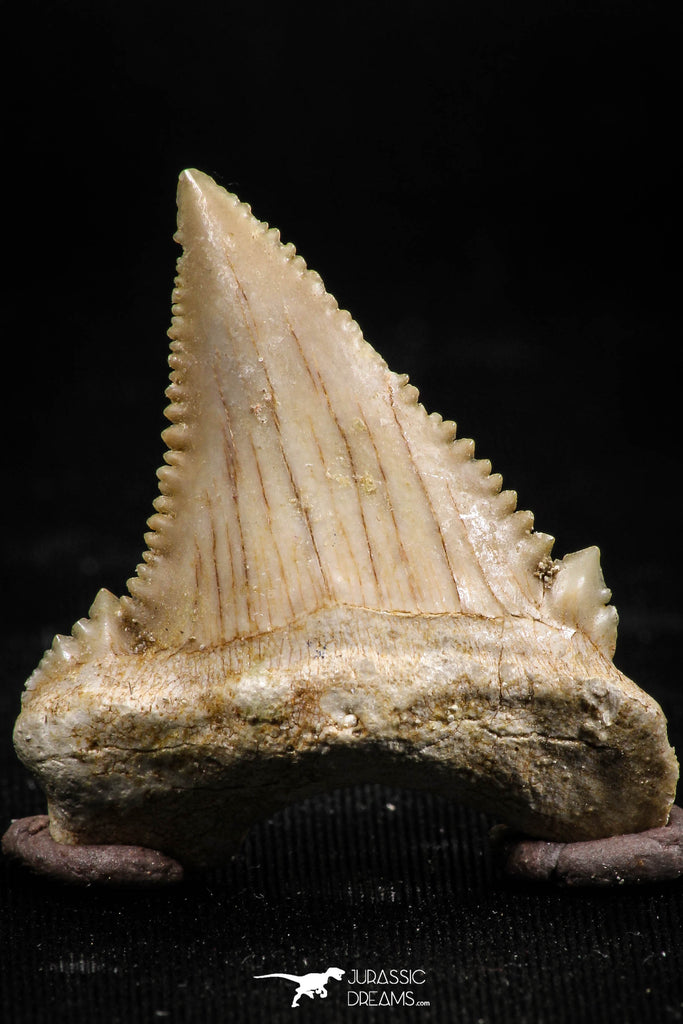 06048 - Strongly Serrated 1.26 Inch Palaeocarcharodon orientalis (Pygmy white Shark) Tooth