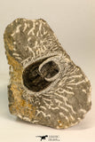 30868 - Top Beautiful Association of 2 Harpes perradiatus Lower Devonian Trilobite