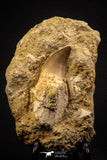 06812 - Top Huge Rooted 3.72 Inch Mosasaur (Prognathodon anceps) Tooth in Matrix