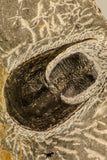 30868 - Top Beautiful Association of 2 Harpes perradiatus Lower Devonian Trilobite