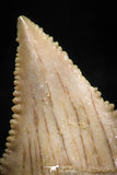 06048 - Strongly Serrated 1.26 Inch Palaeocarcharodon orientalis (Pygmy white Shark) Tooth