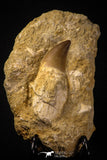 06812 - Top Huge Rooted 3.72 Inch Mosasaur (Prognathodon anceps) Tooth in Matrix