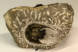 30868 - Top Beautiful Association of 2 Harpes perradiatus Lower Devonian Trilobite