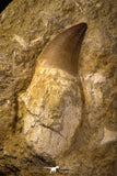 06812 - Top Huge Rooted 3.72 Inch Mosasaur (Prognathodon anceps) Tooth in Matrix