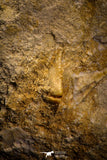 06812 - Top Huge Rooted 3.72 Inch Mosasaur (Prognathodon anceps) Tooth in Matrix