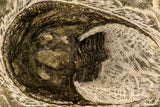 30868 - Top Beautiful Association of 2 Harpes perradiatus Lower Devonian Trilobite