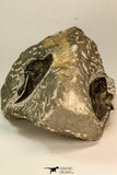 30868 - Top Beautiful Association of 2 Harpes perradiatus Lower Devonian Trilobite