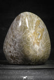 22130 - Devonian 4.04 Inch Polished Fossil Rugose Coral Hexagonaria sp