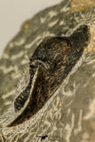 30868 - Top Beautiful Association of 2 Harpes perradiatus Lower Devonian Trilobite