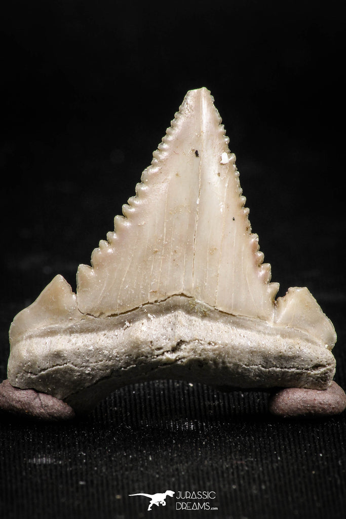 06049 - Strongly Serrated 1.27 Inch Palaeocarcharodon orientalis (Pygmy white Shark) Tooth