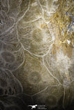 22130 - Devonian 4.04 Inch Polished Fossil Rugose Coral Hexagonaria sp