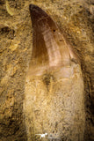 06813 - Beautiful Association of 2 Rooted Mosasaur (Prognathodon anceps) Teeth in Matrix
