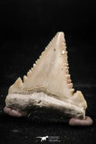 06049 - Strongly Serrated 1.27 Inch Palaeocarcharodon orientalis (Pygmy white Shark) Tooth