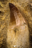 06813 - Beautiful Association of 2 Rooted Mosasaur (Prognathodon anceps) Teeth in Matrix