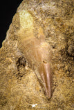 06813 - Beautiful Association of 2 Rooted Mosasaur (Prognathodon anceps) Teeth in Matrix