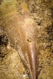 06813 - Beautiful Association of 2 Rooted Mosasaur (Prognathodon anceps) Teeth in Matrix