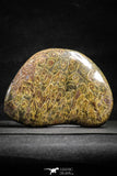 22131 - Devonian 4.64 Inch Polished Fossil Rugose Coral Hexagonaria sp