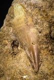 06813 - Beautiful Association of 2 Rooted Mosasaur (Prognathodon anceps) Teeth in Matrix