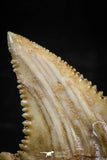 06050 - Beautiful 1.25 Inch Palaeocarcharodon orientalis (Pygmy white Shark) Tooth