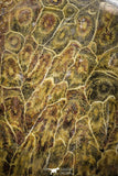 22131 - Devonian 4.64 Inch Polished Fossil Rugose Coral Hexagonaria sp