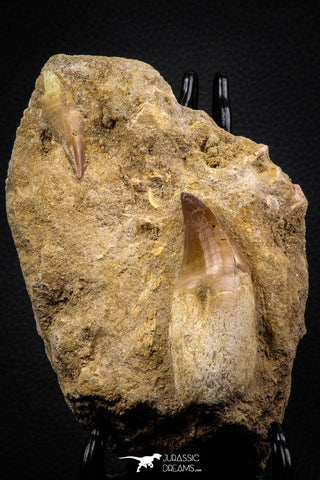 06813 - Beautiful Association of 2 Rooted Mosasaur (Prognathodon anceps) Teeth in Matrix