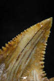 06050 - Beautiful 1.25 Inch Palaeocarcharodon orientalis (Pygmy white Shark) Tooth