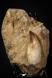 06813 - Beautiful Association of 2 Rooted Mosasaur (Prognathodon anceps) Teeth in Matrix