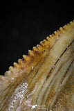 06050 - Beautiful 1.25 Inch Palaeocarcharodon orientalis (Pygmy white Shark) Tooth