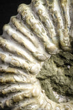 22132 - Beautiful 4.03 inch Douvilleiceras mammilatum Lower Cretaceous Ammonite Madagascar - Agatized