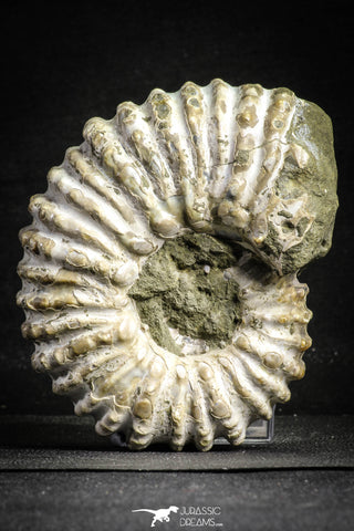 22132 - Beautiful 4.03 inch Douvilleiceras mammilatum Lower Cretaceous Ammonite Madagascar - Agatized