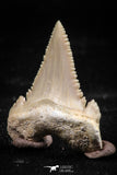 06051 - Finest Quality 1.18 Inch Palaeocarcharodon orientalis (Pygmy white Shark) Tooth