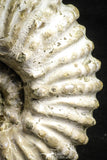 22132 - Beautiful 4.03 inch Douvilleiceras mammilatum Lower Cretaceous Ammonite Madagascar - Agatized