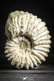 22132 - Beautiful 4.03 inch Douvilleiceras mammilatum Lower Cretaceous Ammonite Madagascar - Agatized