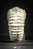 22132 - Beautiful 4.03 inch Douvilleiceras mammilatum Lower Cretaceous Ammonite Madagascar - Agatized