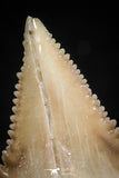 06052 - Finest Quality 1.13 Inch Palaeocarcharodon orientalis (Pygmy white Shark) Tooth