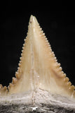 06052 - Finest Quality 1.13 Inch Palaeocarcharodon orientalis (Pygmy white Shark) Tooth