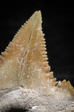 06052 - Finest Quality 1.13 Inch Palaeocarcharodon orientalis (Pygmy white Shark) Tooth