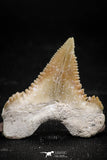 06052 - Finest Quality 1.13 Inch Palaeocarcharodon orientalis (Pygmy white Shark) Tooth
