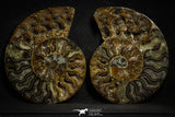 22133 - Cut & Polished 4.85 Inch Cleoniceras sp Lower Cretaceous Ammonite Madagascar - Agatized