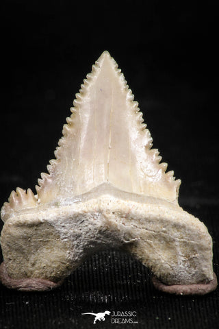 06053 - Top Quality 1.18 Inch Palaeocarcharodon orientalis (Pygmy white Shark) Tooth