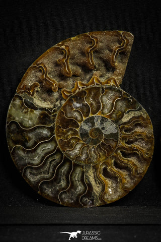 22133 - Cut & Polished 4.85 Inch Cleoniceras sp Lower Cretaceous Ammonite Madagascar - Agatized