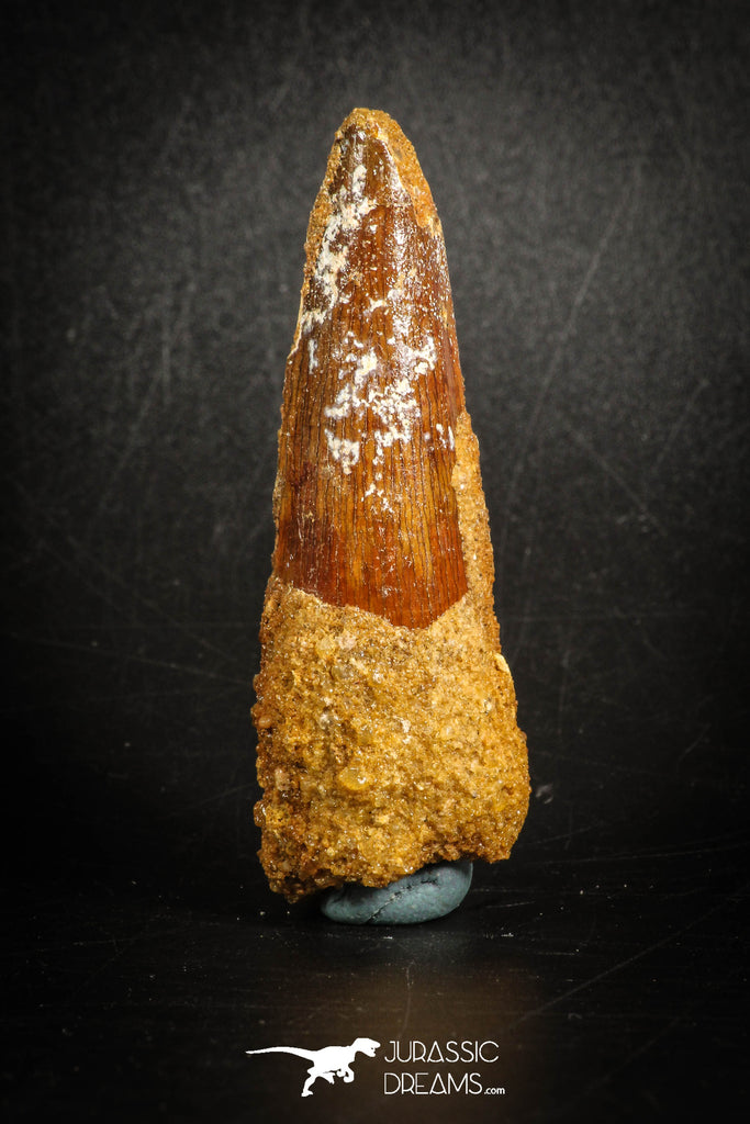 88803 - Top Beautiful 2.41 Inch Spinosaurus Dinosaur Tooth Cretaceous