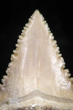 06053 - Top Quality 1.18 Inch Palaeocarcharodon orientalis (Pygmy white Shark) Tooth
