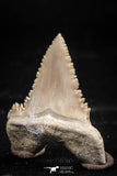 06053 - Top Quality 1.18 Inch Palaeocarcharodon orientalis (Pygmy white Shark) Tooth