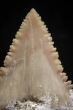 06053 - Top Quality 1.18 Inch Palaeocarcharodon orientalis (Pygmy white Shark) Tooth