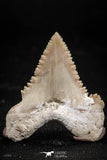 06053 - Top Quality 1.18 Inch Palaeocarcharodon orientalis (Pygmy white Shark) Tooth