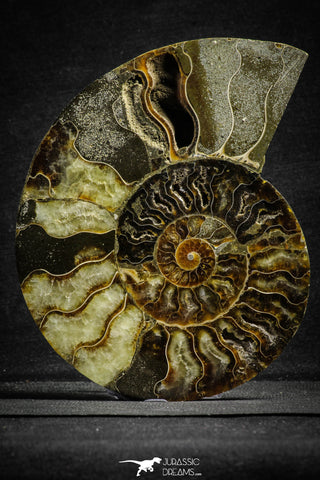 22134 - Cut & Polished 5.50 Inch Cleoniceras sp Lower Cretaceous Ammonite Madagascar - Agatized