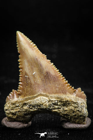 06054 - Top Quality 1.17 Inch Palaeocarcharodon orientalis (Pygmy white Shark) Tooth
