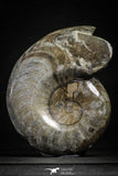 22135 - Great Huge 5.39 Inch Polished Goniatites Devonian Cephalopod
