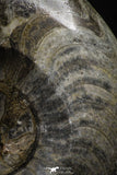 22135 - Great Huge 5.39 Inch Polished Goniatites Devonian Cephalopod